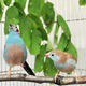 Illustration for article titled Slow Motion Video Reveals the Rapid-Fire Dance of Courting Songbirds